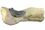 Zlichovaspis Trilobite With Crotalocephalina - Atchana, Morocco #363239-1